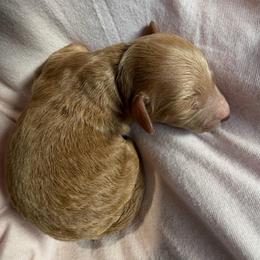 Girl 1 - Red  female Goldendoodle puppy in Kearneysville, West Virginia from Daydreamer