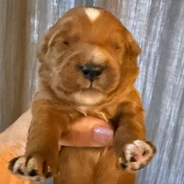 Boy 2 - Red  male Goldendoodle puppy in Bradenton, Florida from Christianna’s Mini Goldendoodles
