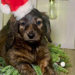 Raven - Brindle Dachshund puppy in Poplarville, Mississippi from T's Kennel