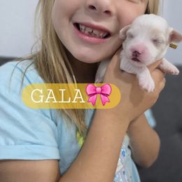 Gala - female Cavapoochon puppy in Whitehouse, Texas from Cavapoochon Central