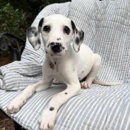 Nanny - LUA short coat - White and black female Dalmatian puppy in Jefferson, Georgia from Spotted Jewels Dalmatians