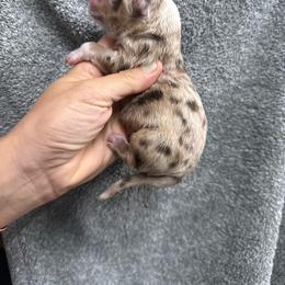 Bingo - Red merle male Miniature Australian Shepherd puppy in Mount Airy, Georgia from North Georgia Gems