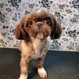 Bailey - Shih Tzu