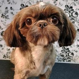 Bailey - Shih Tzu