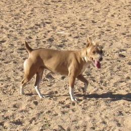 DEZI - Rat Terrier
