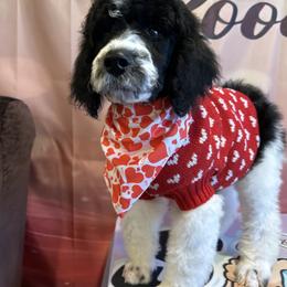 Toby - Parti male Poodle puppy in Mobile, Alabama from Semmy’s Standard Poodle LLC