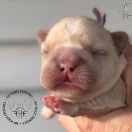 Game of Thrones, Daenerys Targaryen (maybe fluffy) - Cream female French Bulldog puppy in Salem, Oregon from Toy House Frenchies