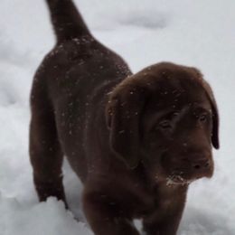 Labrador Retriever Puppies from Laurie & Joe's Labs
