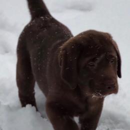 Labrador Retriever Puppies from Laurie & Joe's Labs
