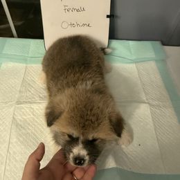 Otohime - Red female Japanese Akitainu puppy in Hubert, North Carolina from Miyo Ken