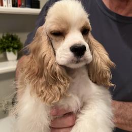 Cocker Spaniel Puppies from Dovecreek Cockers