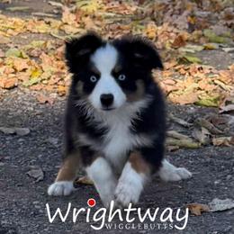 Bayou - Black tri male Miniature Australian Shepherd puppy in Dowagiac, Michigan from Wrightway Wigglebutts