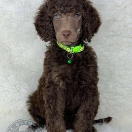 💚Mintaka💚 - Poodle puppy from The Olympus Standard Poodle