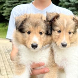 Shetland Sheepdog Puppies from Tricia's Sheltie Puppies