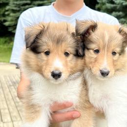 Shetland Sheepdog Puppies from Tricia's Sheltie Puppies