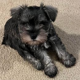 Miniature Schnauzers from Stephenson’s Mini Schnauzer’s