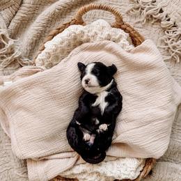 Red - Black and white female Bernedoodle puppy in Cold Spring, Minnesota from A.N.A. Doodles