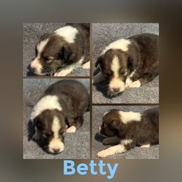 Betty - Sable and white female Shetland Sheepdog puppy in Pensacola, Florida from Nancy Barger's Siberian Huskies