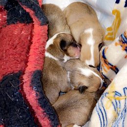 Pembroke Welsh Corgi Puppies from Southern Raised Corgis
