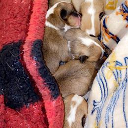Pembroke Welsh Corgi Puppies from Southern Raised Corgis