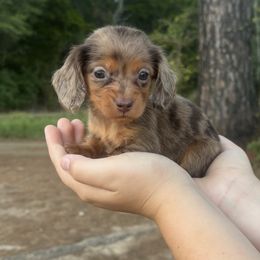 Belle - Dapple female Dachshund puppy in Timpson, Texas from Double S Kennel