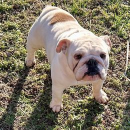 Dot - Bulldog