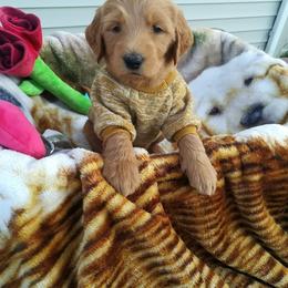 Goldendoodle Puppies from Lu Doodles