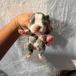 Female 1 - Blue female French Bulldog puppy in Monterey, Louisiana from McaysKennels