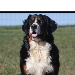 Ferrari  - Bernese Mountain Dog