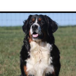 Ferrari  - Bernese Mountain Dog