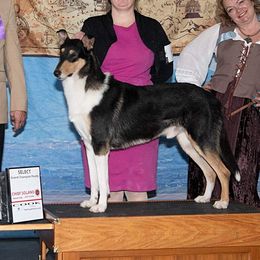 Carbon - Collie