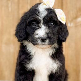 Taylor - Girl 3 - Tri-color female Bernedoodle puppy in Bellville, Ohio from Bernedoodle Buddies