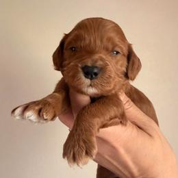White Collar 4 - Red  male Goldendoodle puppy in Covington, Louisiana from MyKy Puppies