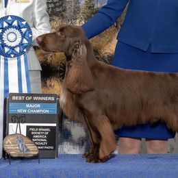 Sawyer - Field Spaniel