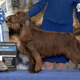 Sawyer - Field Spaniel