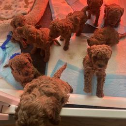 Cavapoo Puppies from Teddy Bear Doodles