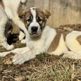 Pink Collar - Brindle female Central Asian Shepherd Dog puppy in Markleysburg, Pennsylvania from Wolf Mountain Farm