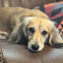 Dachshunds from Sassy Sausage Dogs