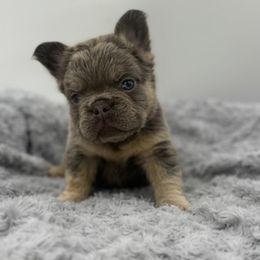 Smokey - Tricolors male French Bulldog puppy in Alexandria, Virginia from Boss Lady Kennel