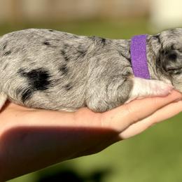 Australian Labradoodle, Bernedoodle, Cavapoo, and Poodle Puppies from Walk with Me Doodles