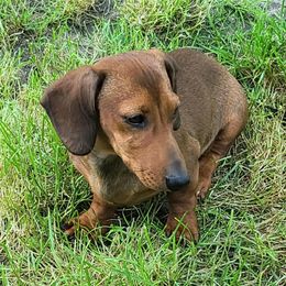 Hickory - Dachshund