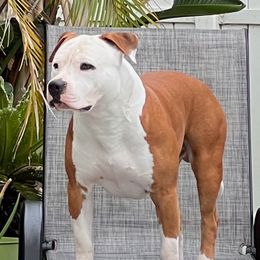 Kona - American Pit Bull Terrier