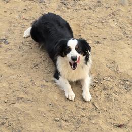 Birdie - Black tri female Miniature Australian Shepherd puppy in Ola, Arkansas from Peaceful Acres