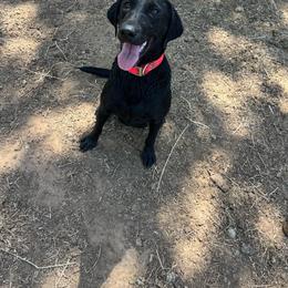 Moxie - Labrador Retriever