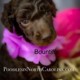 Poodle Puppies from Grace Poodles
