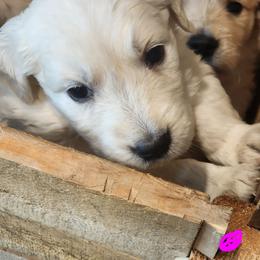 Rumi - Golden female Golden Retriever puppy in Lucasville, Ohio from Halo Kennels