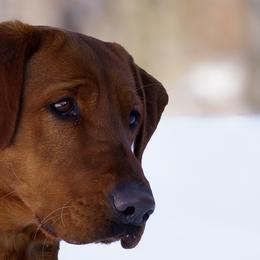 Labrador Retriever puppies from UC Labradors LLC