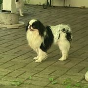 Mister - Japanese Chin