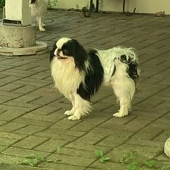 Mister - Japanese Chin