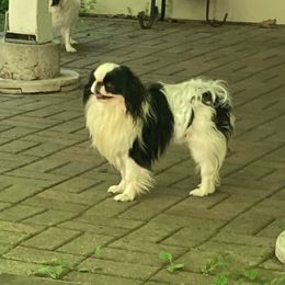 Mister - Japanese Chin